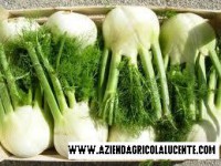 Finocchi
