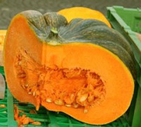 Zucca